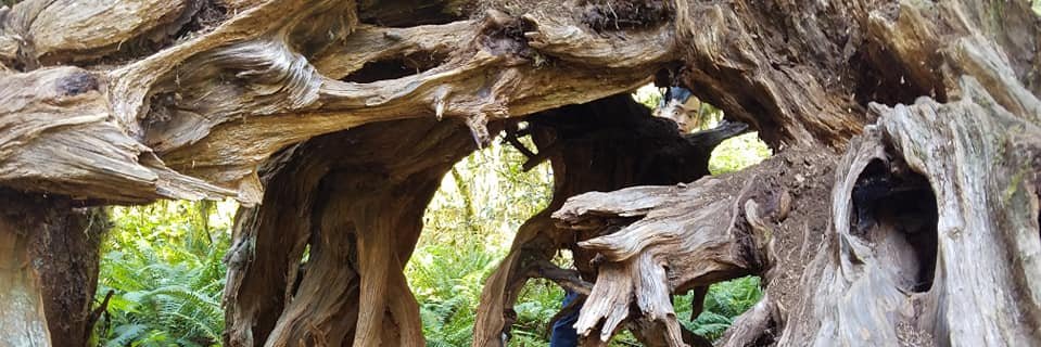 Austin Lim, PhD 🐁 banner