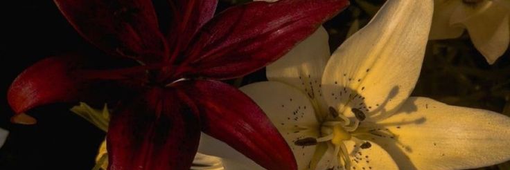 malvoroo's profile banner image