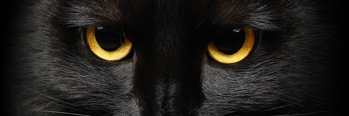 Nitty banner