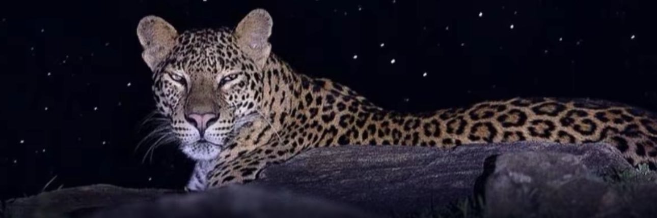 511yai's profile banner image