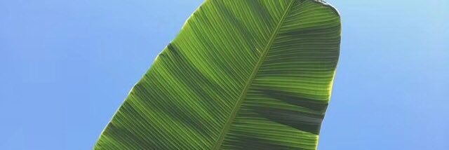 HUGH banner