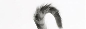 แมวจะมาบอก banner