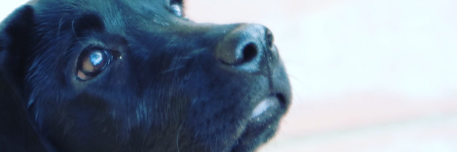 Gasparazzo's profile banner image