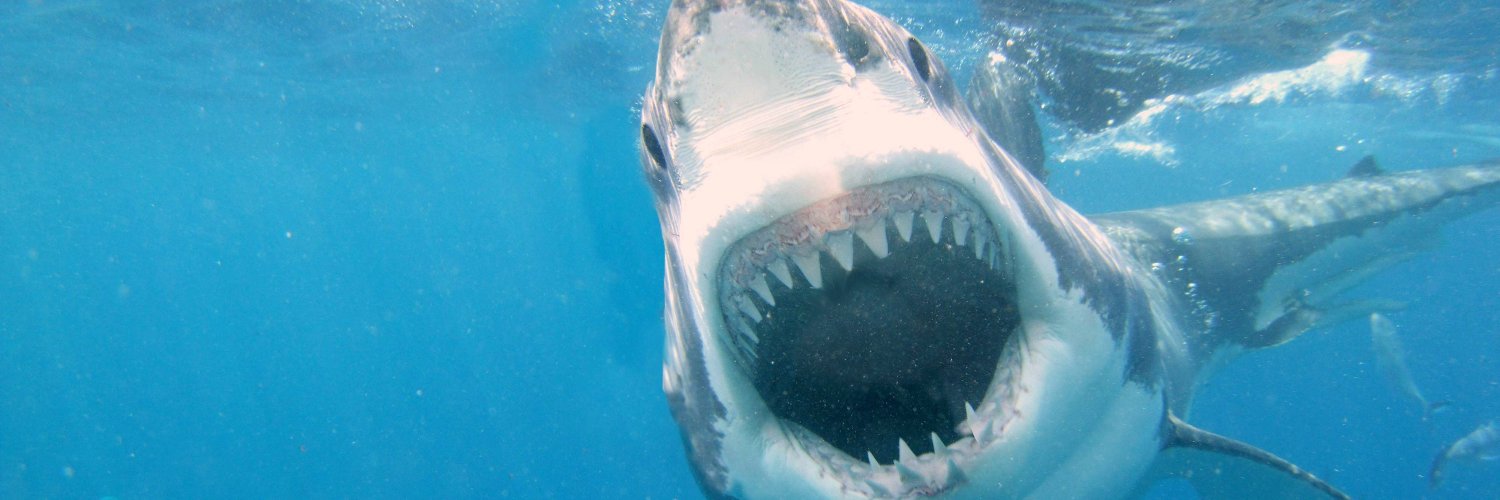 mediasharkinc's profile banner image