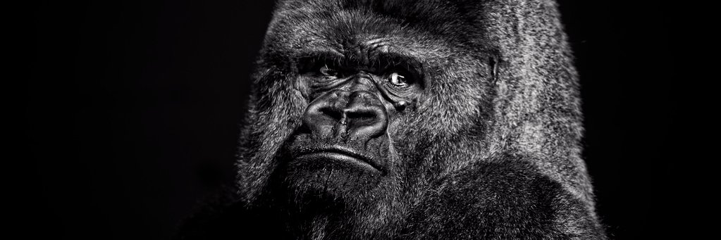 gregorybesson's profile banner image