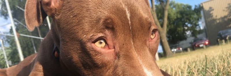 Truealphadogtr1's profile banner image