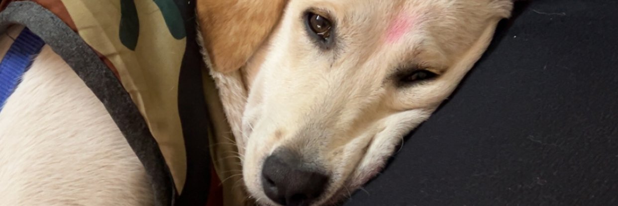 Poornesh Singh 💙 banner