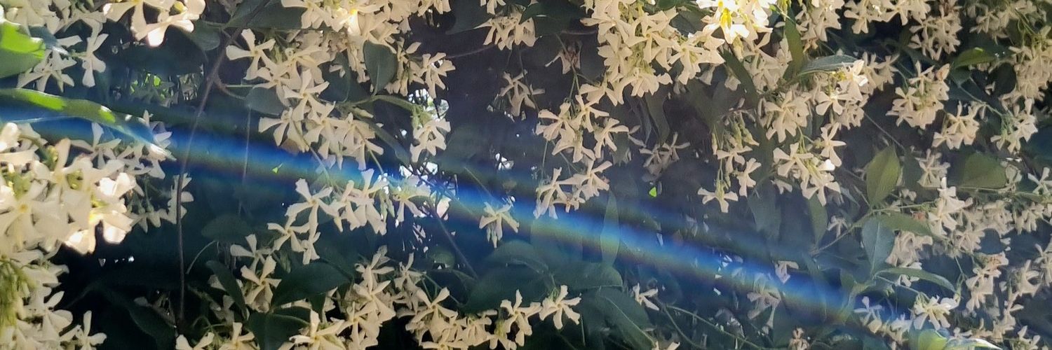 Caro_Lande's profile banner image