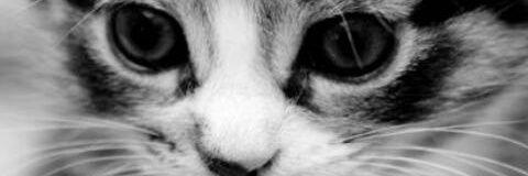 JOHISCAT's profile banner image