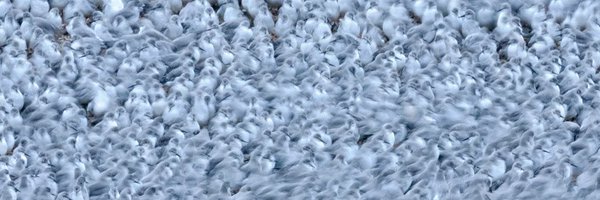 britishbirds Profile Banner