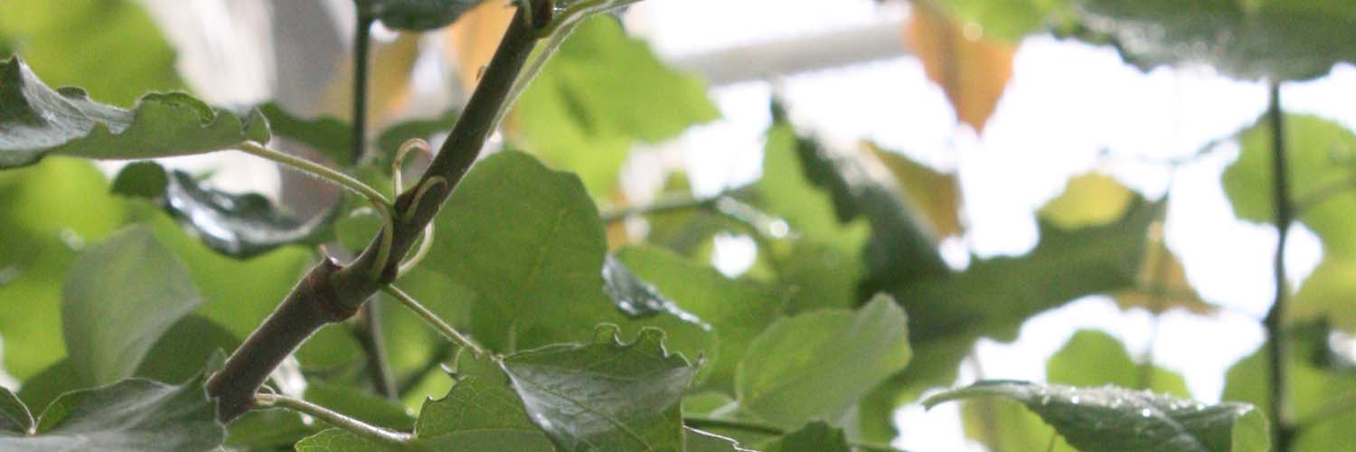 Umeå Plant Science Centre (UPSC)'s banner