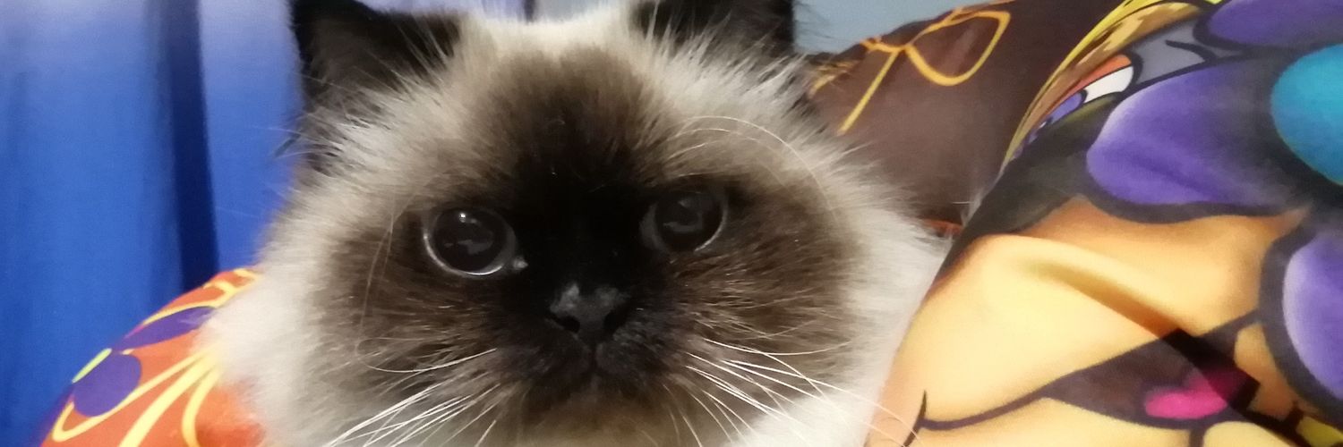 marce22cat's profile banner image