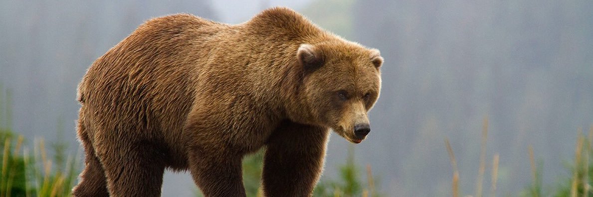 yaboiboobear's profile banner image