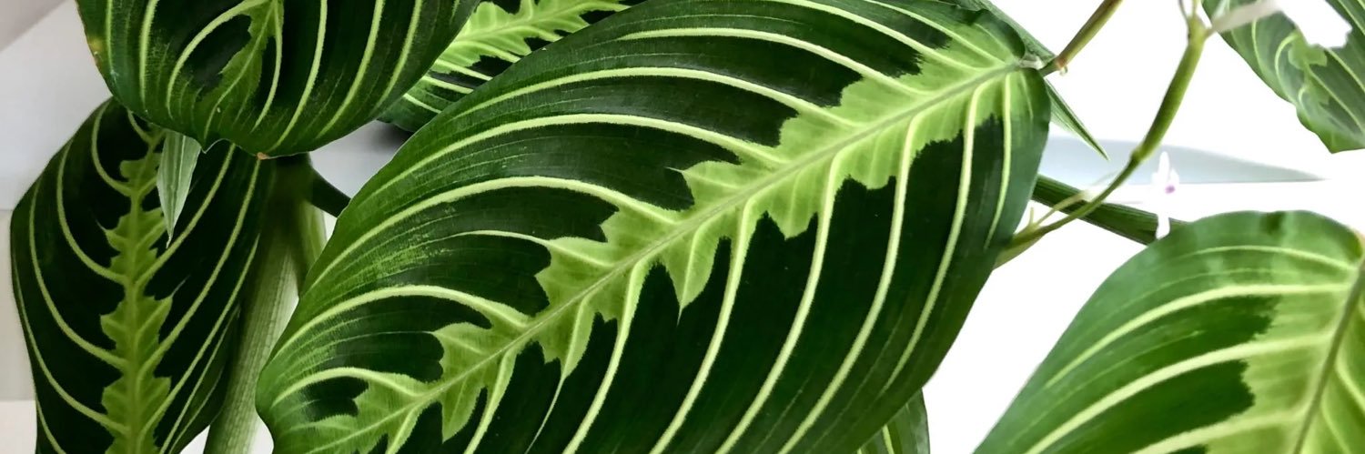 Sele banner