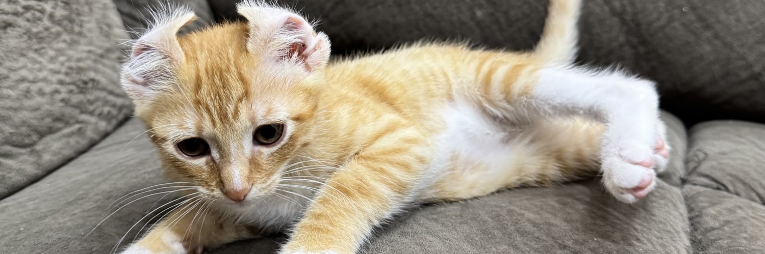 iproudcatowner's profile banner image