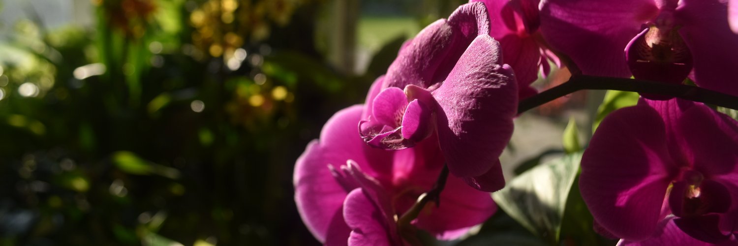 Cornell Society for the Humanities banner