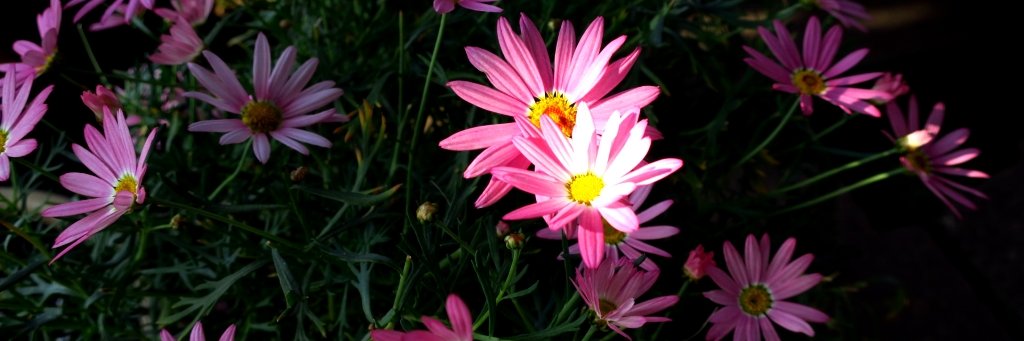 スレ気味のねだま.bot banner