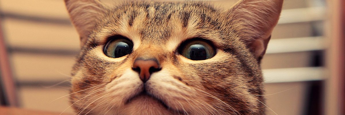 ozgeeaykac's profile banner image