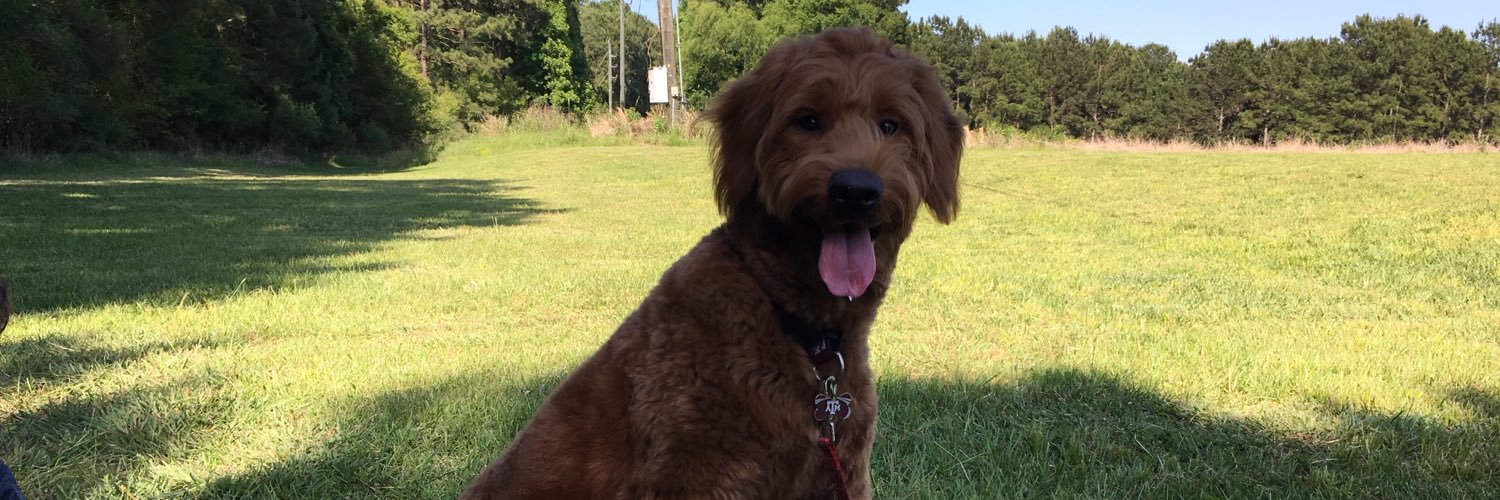 George the Comfort Dog banner