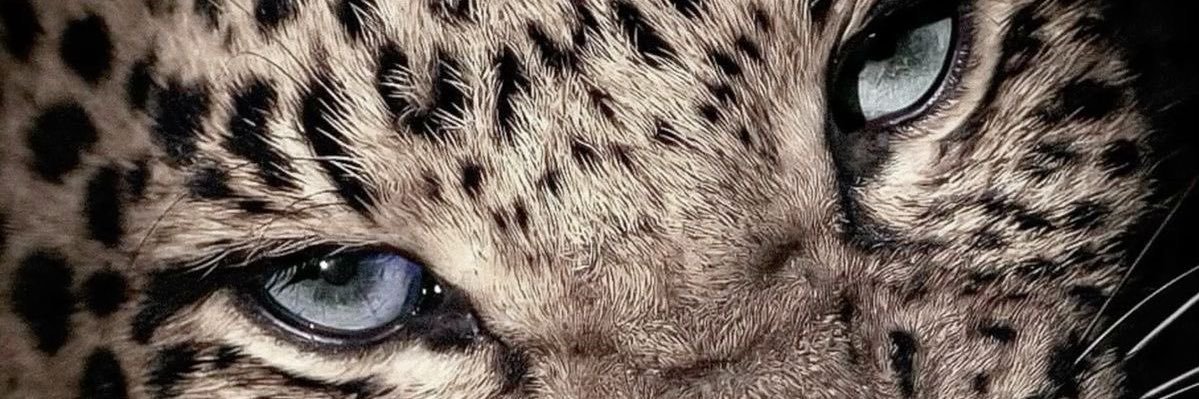 sthaysilva's profile banner image