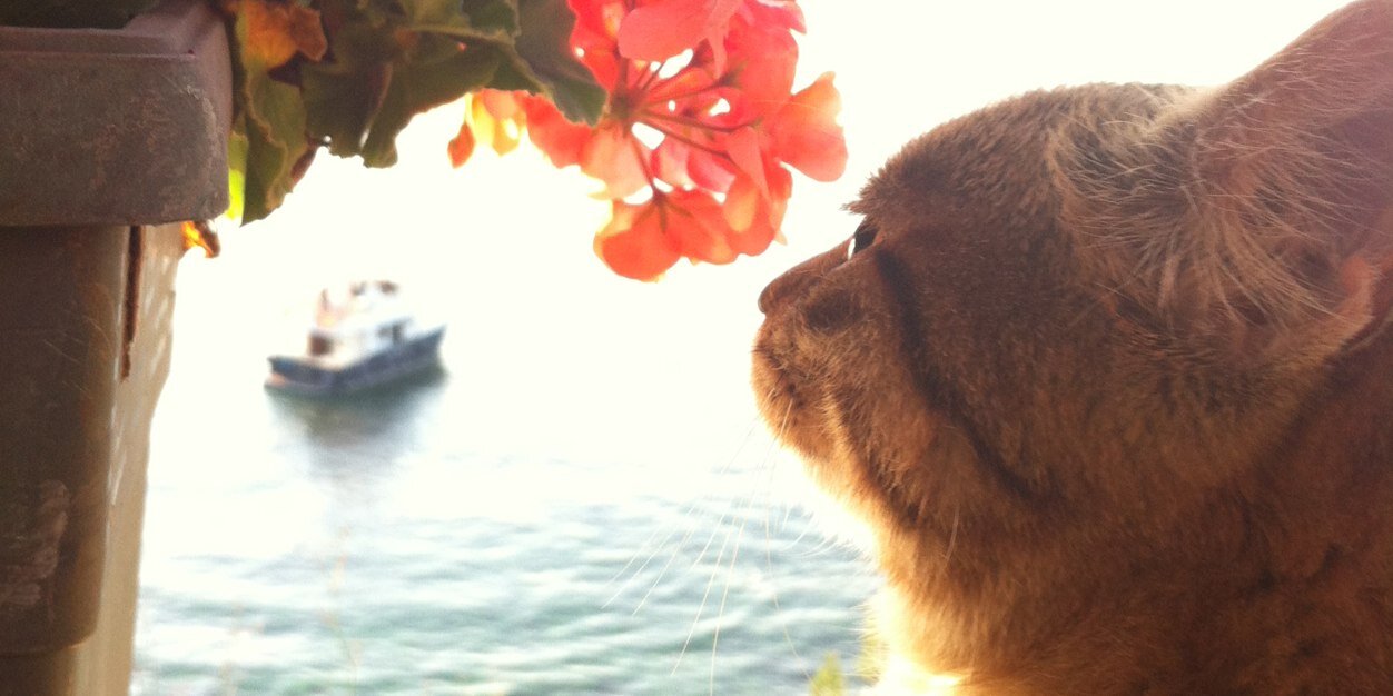 irenipek's profile banner image