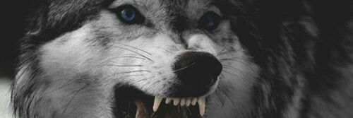 themetalwr's profile banner image