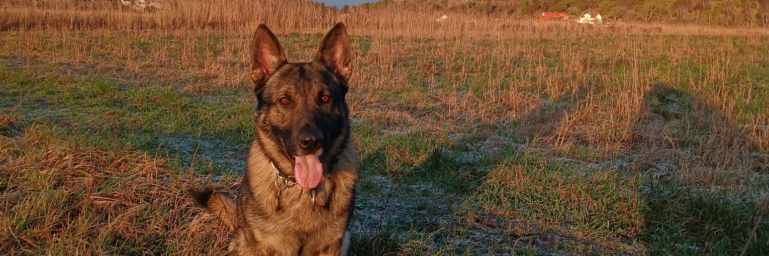 PappaPolis/K9Tempo banner