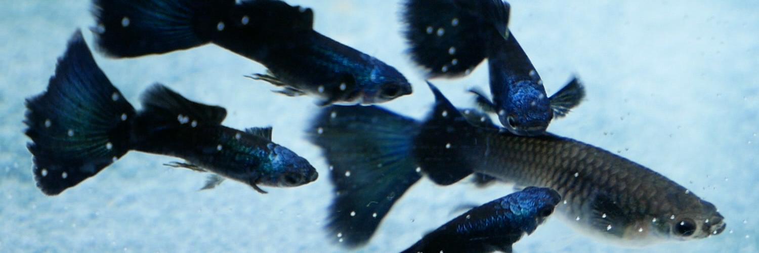 ふぶきテトラ(Fubuki Tetra) banner