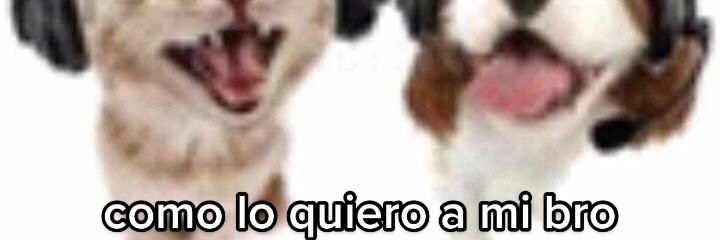 cojoncillos's profile banner image