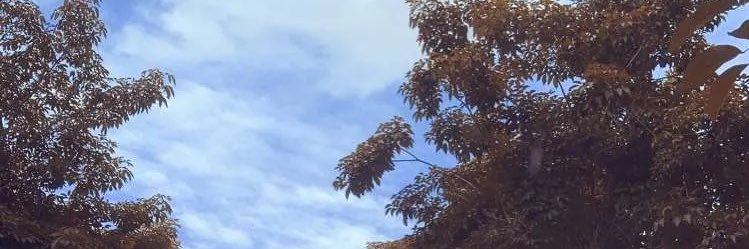 كارفخال banner