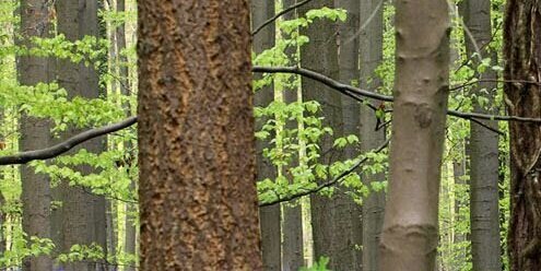 boyvanstrien's profile banner image