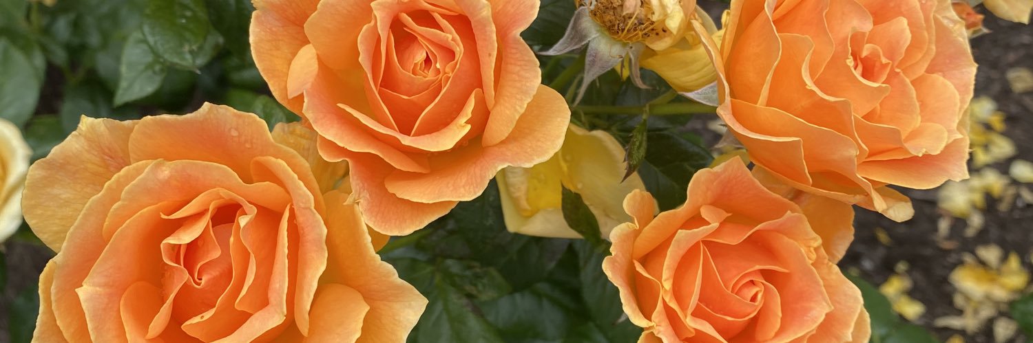 dawn plaxton banner