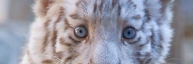 femarinho_'s profile banner image