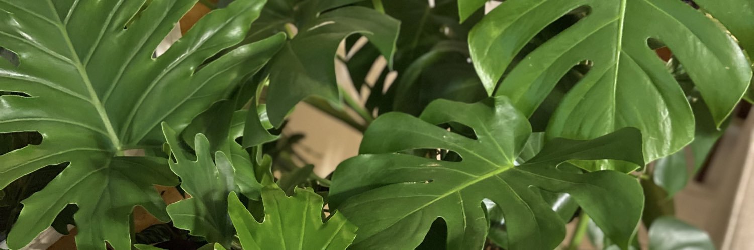 SeriouslyYum's profile banner image