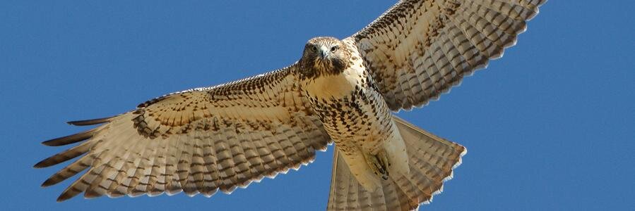 PandemoniumHawk's profile banner image