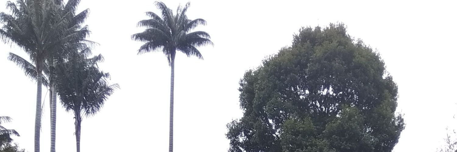 dayanafra's profile banner image