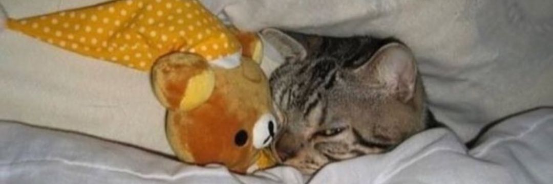 pickledworm's profile banner image