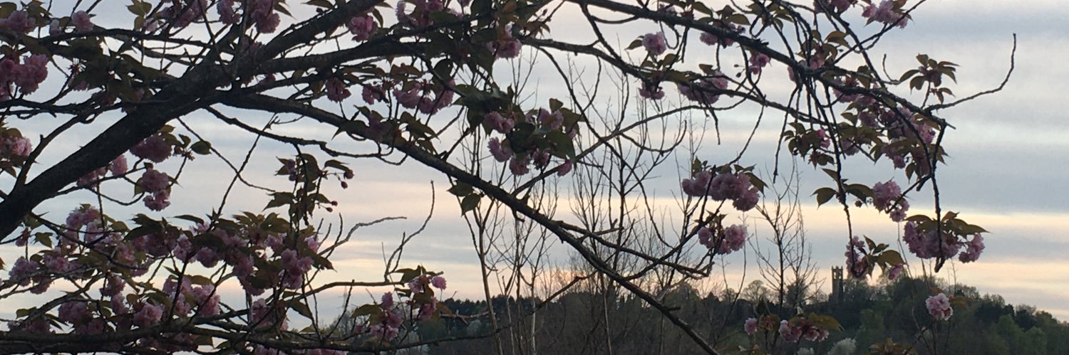 Mary Bassani ॐ banner