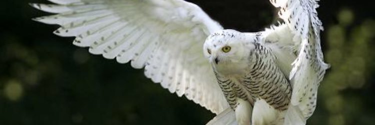 alicksOh's profile banner image