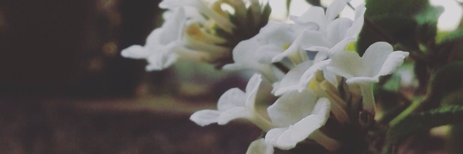 _MariaSol's profile banner image