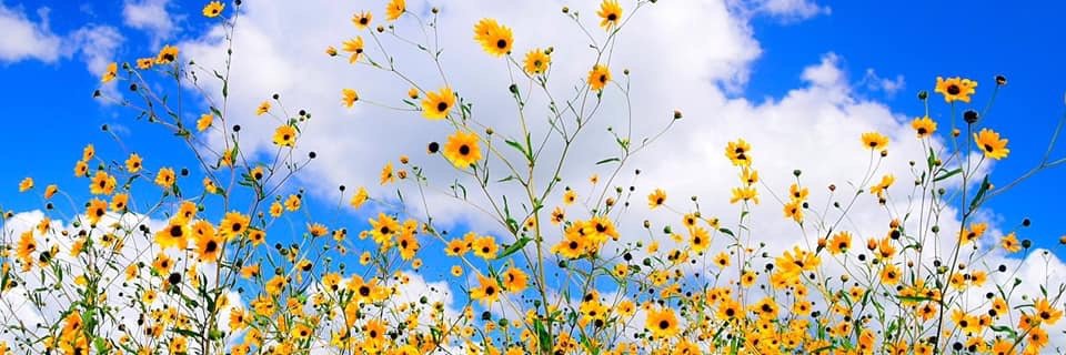 Deborahmjohnson's profile banner image