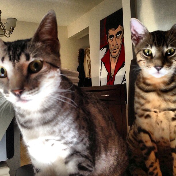 NyIahKitty's profile banner image