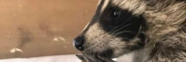 trashpanda34's profile banner image