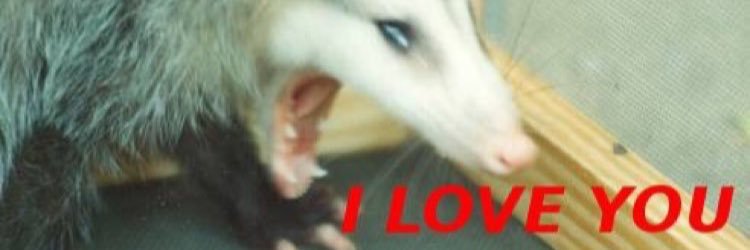 🐝 banner