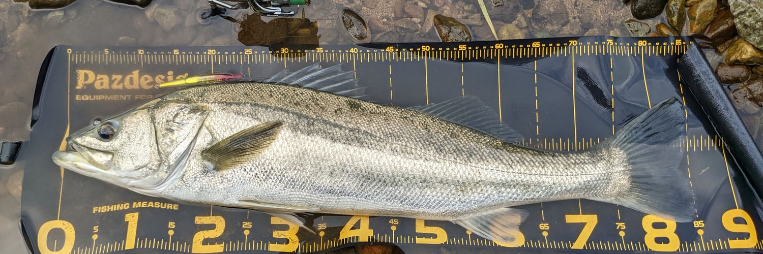 turix2fishing's profile banner image