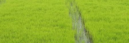 pertuzbol's profile banner image