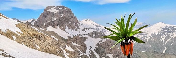 Dawran Mahmood banner