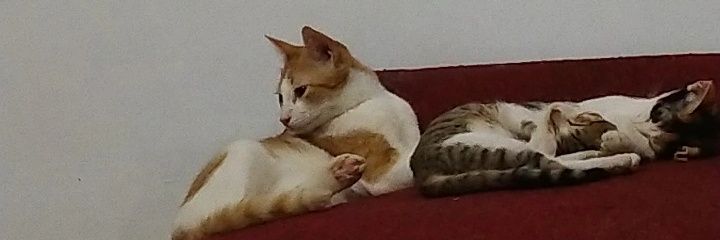 sipahani's profile banner image