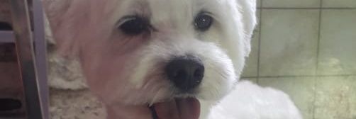 mariposaran's profile banner image
