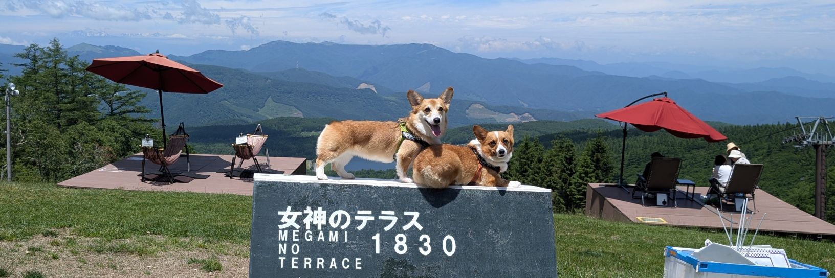 コーギーめるぱる🍎めぐすけ banner